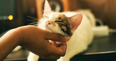 Подмигивают, дают "пять" и обнимают. Ученые назвали верные признаки любви кошки к хозяину - focus.ua - Украина