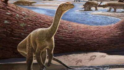 Археологи виявили динозавра, який жив понад 230 мільйонів років тому - lenta.ua - Украина - Індія