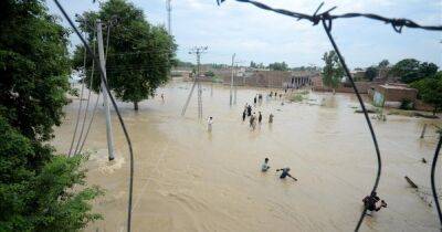 В Пакистане змеи искусали больше 100 человек во время наводнений (фото, видео) - focus.ua - Украина - Пакистан