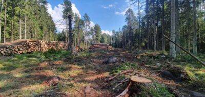 Названо країни, які втратили найбільшу кількість лісів з 2000 року - lenta.ua - Україна - Суринам