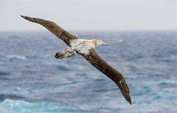 Ученые рассказали, почему альбатросы не любят «хлюпиков» - charter97.org - Белоруссия