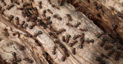 Совсем нечем заняться. Ученые сосчитали, сколько муравьев живет на Земле - focus.ua - Украина