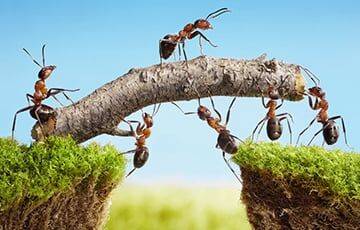 Ученые подсчитали количество муравьев на Земле - charter97.org - Белоруссия