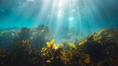 Подводные леса размером с целые страны могут спасти человечество: ученые предлагают новую идею - 24tv.ua - Австралия - Индия
