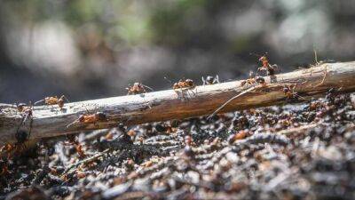 Исследование показало, что на Земле живет по меньшей мере 20 квадриллионов муравьев - unn.com.ua - Украина - Киев