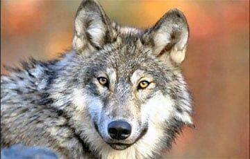 Ученые обнаружили, что волки могут проявлять к людям привязанность не хуже собак - charter97.org - Белоруссия - Стокгольм