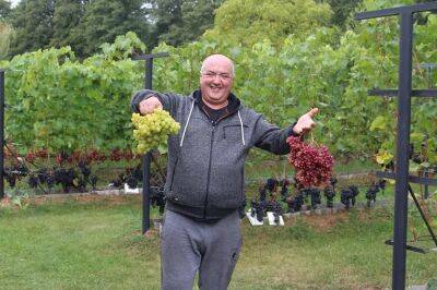 Более ста сортов винограда выращивает зельвенец Руслан Нестерук на своей даче - grodnonews.by - Белоруссия - Виноград