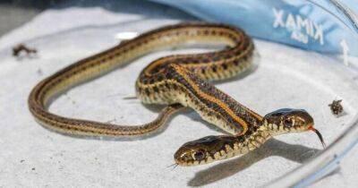 Мужчина из Небраски нашел редкую двуглавую змею (фото) - focus.ua - Украина - USA - Пакистан - штат Небраска