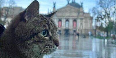 Этот день настал! Харьковский кот Степан вернулся из Франции в Украину - nv.ua - Украина - Львов - Франция - Харьков