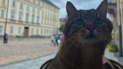 Звезда сетей кот Степан вернулся в Украину: в каком городе он остановился - 24tv.ua - Украина - Харьков