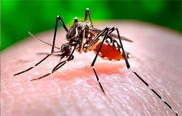 Ученые создали «противомалярийных» комаров - charter97.org - Белоруссия
