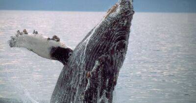 Дома лучше. Предки китов 400 млн лет назад вышли на сушу, а потом вернулись обратно - focus.ua - Украина