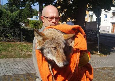 Ветеринары сообщили о состоянии раненого волка, найденного грибниками - vinegret.cz - Чехия