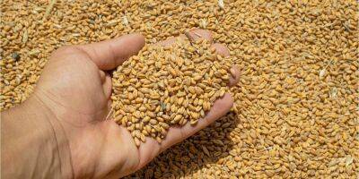 Мировые запасы зерна упали до минимума за десятилетие из-за засухи и войны в Украине — Reuters - biz.nv.ua - Россия - США - Украина - Аргентина