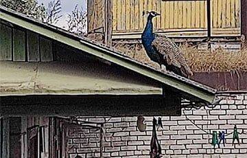 В Вилейке сутки искали павлина, а потом ловили его по крышам домов - charter97.org - Белоруссия