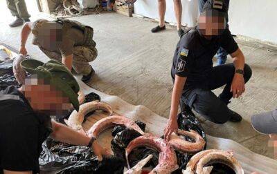 В Одесской области разоблачили схему незаконного отлова белуги и севрюги - korrespondent.net - Украина - Одесса - Одесская обл.
