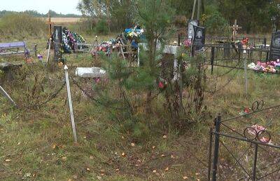 В деревне Рогачи коровы разгромили кладбище - ont.by - Белоруссия - район Полоцкий