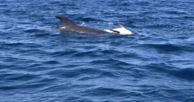 Редкое проявление скорби: дельфин нес мертвого детеныша на спине (видео) - focus.ua - Китай - США - Украина - Австралия - Новая Зеландия - Португалия