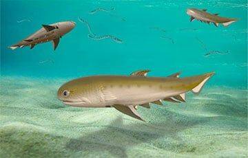 Ученые нашли акулу, которая может оказаться старейшим предком человека - charter97.org - Белоруссия