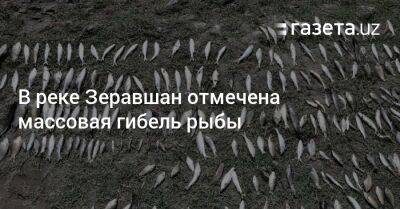 Массовая гибель рыбы отмечена в реке Зеравшан - gazeta.uz - Узбекистан - Экология