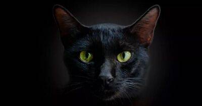 Могут ли кошки действительно видеть в темноте: что говорят ученые - focus.ua - Украина - шт.Флорида