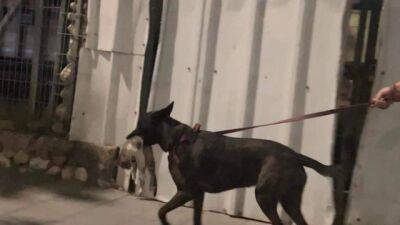 Видео: житель Бат-Яма гулял с собакой, в пасти которой - мертвый котенок - vesty.co.il - Израиль - Бат-Яма
