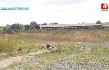 Деревню в Гомельском районе атаковали бездомные собаки - charter97.org - Белоруссия