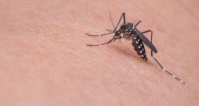 Как бороться с комарами: 3 странных, но работающих способа - cxid.info