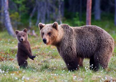 В Чехии заметили медведицу с медвежонком - vinegret.cz - Чехия - Южноморавский край