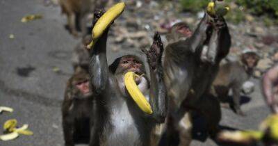 Нашествие обезьян: в Индии стая из 100 животных столкнула мужчину с крыши - focus.ua - Украина - Индия - Нападение