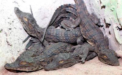 В Ташкентском зоопарке рассказали о состоянии 57 детенышей нильского крокодила, которых изъяли у контрабандистов. Фото и видео - podrobno.uz - Израиль - Узбекистан - Ташкент