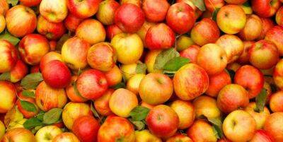 Зв'язок вживання яблук із рівнем холестерину довели вчені - lenta.ua - Украина - шт.Флорида