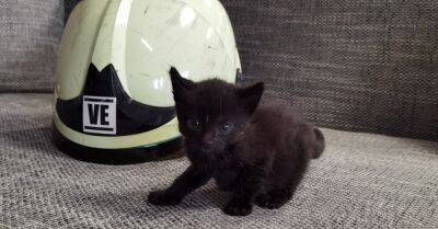 Вентспилс: пожарные выбрали имя для спасенного котенка - rus.delfi.lv - Латвия