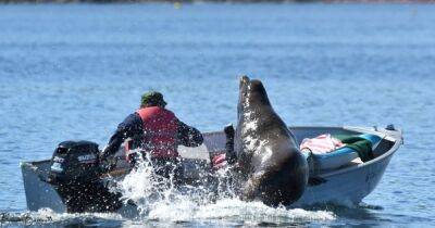 В Канаде морской лев прыгнул в лодку рыбака, спасаясь от китов-убийц (фото, видео) - focus.ua - Украина - Канада