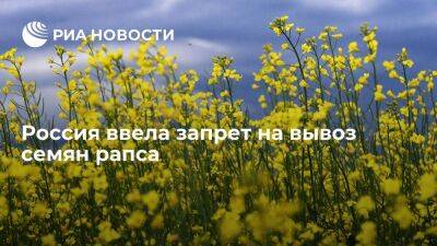 Правительство ввело запрет на вывоз семян рапса до 28 февраля 2023 года - smartmoney.one - Россия - ДНР - ЛНР - Апсны - респ. Южная Осетия