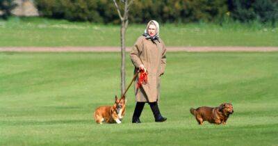 Елизавета II - Джеймс Бонд - король Георг VI (Vi) - Последняя любовь Елизаветы II. С кем останутся собаки королевы после ее смерти - focus.ua - Украина - Англия