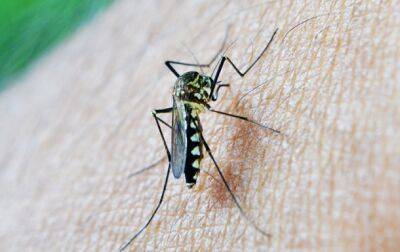 Разработана новая вакцина против малярии - korrespondent.net - Украина - Индия - Буркина-Фасо