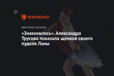 Александра Трусова - «Знакомьтесь». Александра Трусова показала щенков своего пуделя Ланы - championat.com - Россия