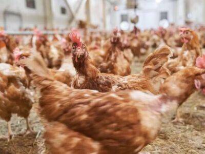 Из-за распространения птичьего гриппа в Японии было уничтожено почти 10 миллионов птиц - unn.com.ua - Украина - Киев - Япония