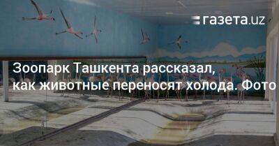 Зоопарк Ташкента рассказал, как животные переносят холода (фото) - gazeta.uz - Узбекистан - Ташкент