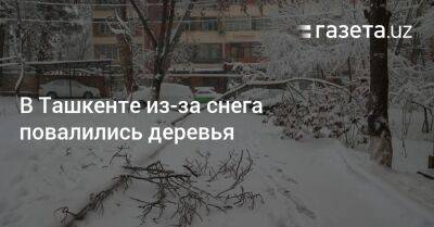 В Ташкенте из-за снега повалились деревья и сломались навесы - gazeta.uz - Узбекистан - Ташкент - район Мирзо-Улугбекский
