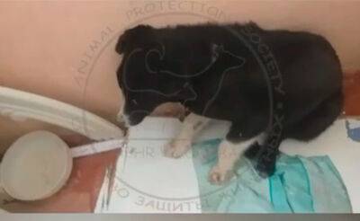 Мужчина жестоко избил собаку, которую его соседи пустили погреться в подъезд - podrobno.uz - Узбекистан - Ташкент