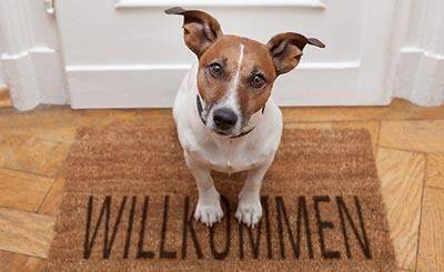 Реестр домашних животных зарегистрировал в Гессене сотни собак, сбежавших в новогоднюю ночь - rusverlag.de