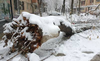 Азиз Абдухакимов - В Узбекистане деревьям помогут защититься от снега. Министр дал указание очистить их от снега и поставить подпорки - podrobno.uz - Узбекистан - Ташкент