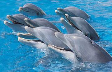 Ученые: Дельфины кричат друг другу при выполнении совместной задачи - charter97.org - Белоруссия