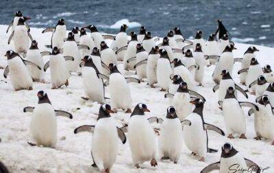 Возле украинской антарктической станции массово селятся пингвины - korrespondent.net - Россия - Украина - Антарктида