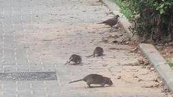 Нашествие крыс в Бат-Яме: родители боятся за детей - vesty.co.il - Израиль - Бат-Яма