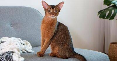 Усатые собственники. Ученые назвали самые умные породы кошек в мире - focus.ua - Украина