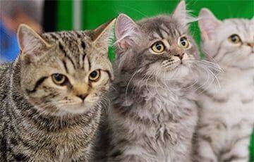 Ученые назвали самые умные породы кошек в мире - charter97.org - Белоруссия