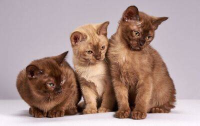 Фредди Меркьюри - Названы самые умные породы кошек - korrespondent.net - Украина - шт. Калифорния